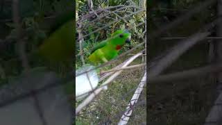 Download lagu serindit memanggil kawan mp3