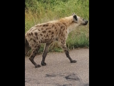 Paul Mofokeng Animal Pictures & Videos - Hyenas