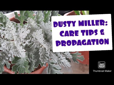 , title : 'DUSTY MILLER: CARE TIPS & PROPAGATION'