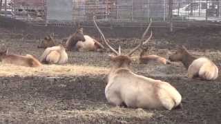 preview picture of video 'Reindeer Farm Palmer Alaska'