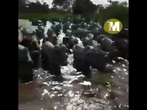 Francisco Montoya, Vaquerias