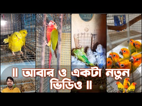TCB JP , SUN CONURE, PAINAPEL CONURE #sunconure #budgie #jp