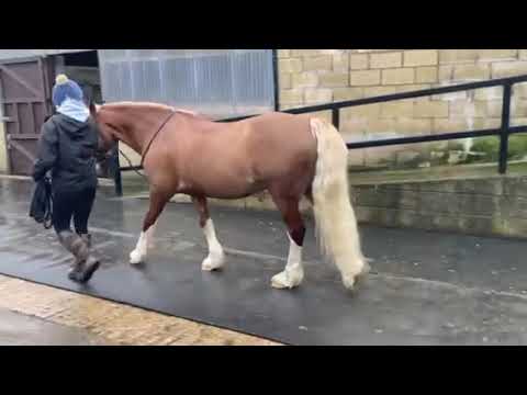 cm chat media video 1:eeb6d695 cbf3 5ee3 b2cb b2d86c12138f:321:3:0