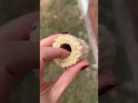 Missouri Meerschaum 😻 #corncob #corncobpipes #washmo #randomfinds #random #corncobpipefactory