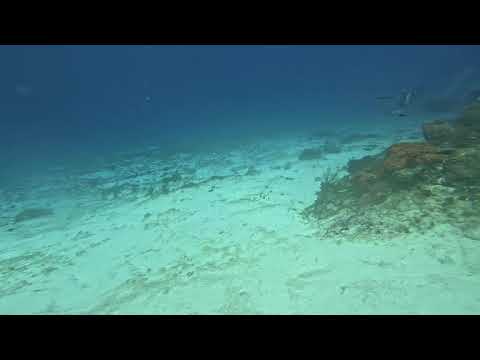 Ben and Ramona spot a Shark CZM Yucab 5JAN2026