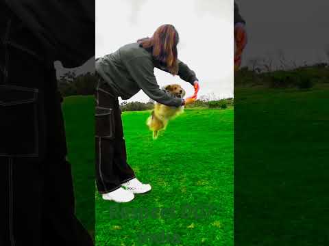 respect 007 india 💞#shorts #respect #dog