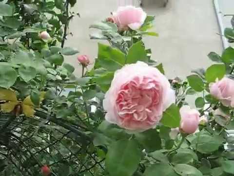 Английская роза St.Swithun на арке #rose,#розыдэвидаостина,