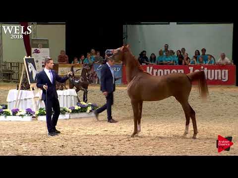 N.44 TM LAMBORGHINI - Wels 2018 - 2 Years Old Colts (Class 4)