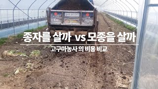 고구마 농사비용 비교/ 모종을 길러서  vs 모종을사서 어떤게 쌀까 ?