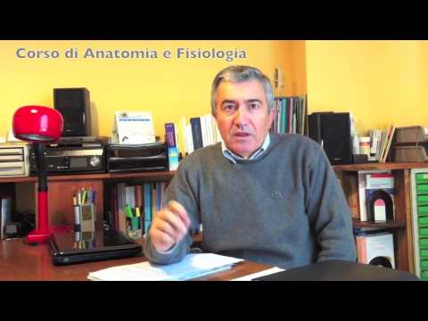 Trattamento hip sf Dolorante spalla sinistra