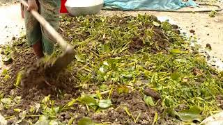 ট্রাইকো কম্পোস্ট তৈরি