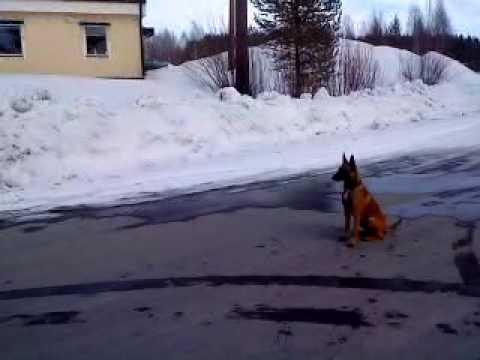 Aija övar inkallning