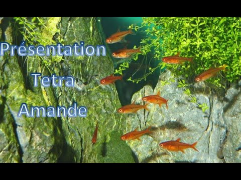 Présentation tetra amande
