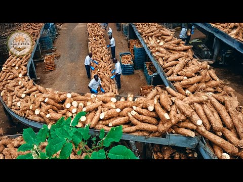 How Million Tons of Cassava Are Harvested and Processed – Amazing Cassava Starch Processing