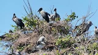 Download lagu Amazing Trees and water plants give shelter and nesting places  Bird Sanctuary  EP245 mp3