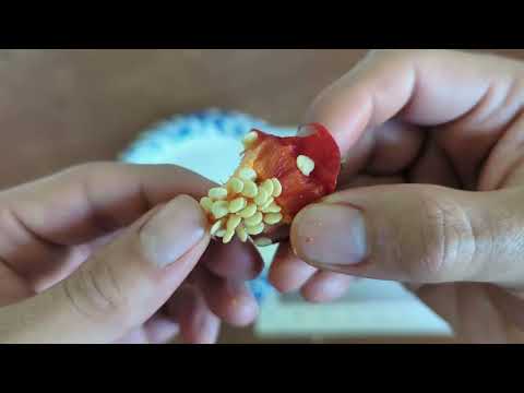 How to Save Pepper Seeds