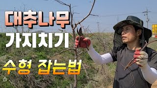 대추나무 가지치기   대추나무 쉽게 수형 잡는법