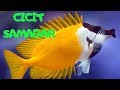Samader Ikan Hias Samadar Kuning