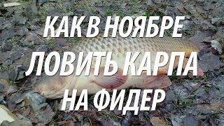 Ловля карпа на фидер в ноября