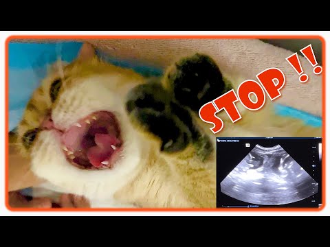 Screaming Pregnant Cat at the Vet 😂
