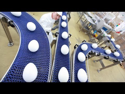 Amazing food processing machines at work | EGGS