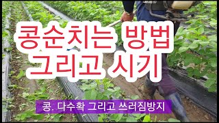 [콩재배방법] 콩 순치는 시기 그리고 방법