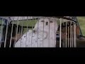Thomas The Tank Engine Bass Boosted In Harry Potter