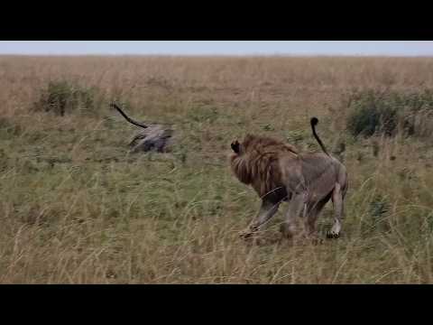 Leopard charges at a male lion to save her cubs