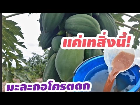 ปุ๋ยมะละกอ แค่เทสิ่งนี้!มะละกอดกเต็มคอ มีกินทั้งปี