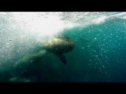 Australian Fur Seal Pup lesson in diving