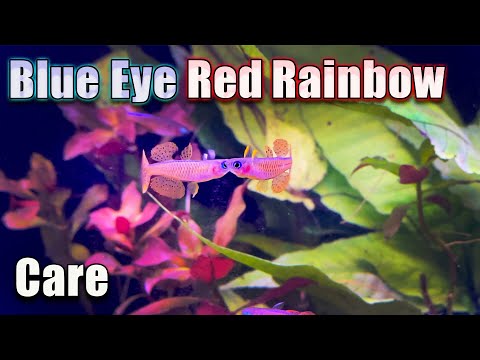 Tiny Little Show-Off! Blue Eye Red Rainbow Fish Care