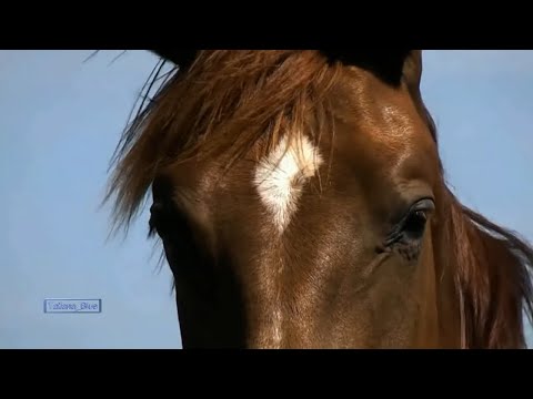 Doamne, daca-mi esti prieten... recita Florin Piersic @TatianaPoezie