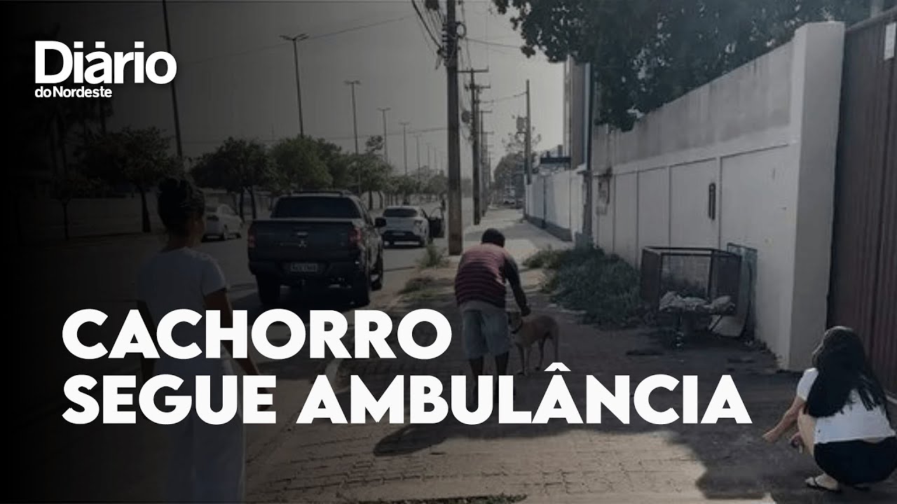 Imagem da notícia Cachorro segue ambulância que levava tutor atropelado por 3 km em Roraima 