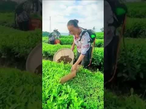 Amazing Tea Leaves Harvesting Tool