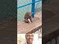 amma pasam ithu tha #monkey #puppy  #wildlife  #trending #shocking #animalbehavior  #respectanimals