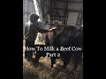 How To Milk A Beef Cow Part 2