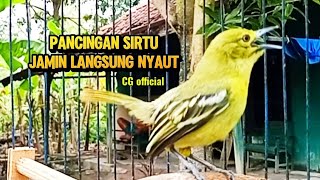 Download lagu PANCINGAN SIRTU/CIPOH LANGSUNG NYAUT @cipowgacorofficial7418  mp3