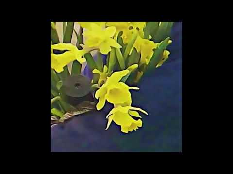 Dean Blunt & Elias Rønnenfelt - 5