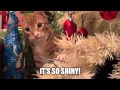 Кошачья логика Cat logic 