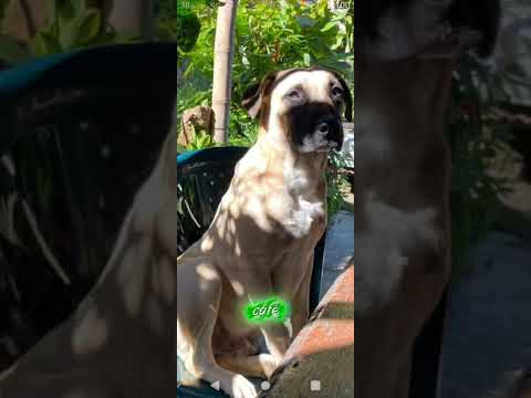 🎵 “Mi Yarumo Lindo” 🌄