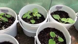 Gartenrundgang! Projekt unterer Garten gescheitert. Sonnenblumen & Honigmelonen - Schädlingsbefall