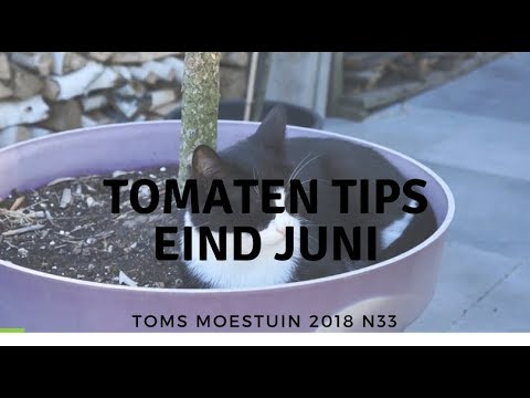 , title : 'TM18#33 : 4 tomatentips eind juni'
