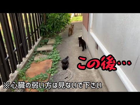 オオヤマネコが危険にさらされている