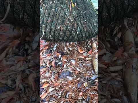 Trawl Fishing in Trawl net boat|#shorts