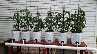 Thumbnail for video: Hydroponics Easy Self Sustaining  - Beginners DIY Tomato Drip System part 2