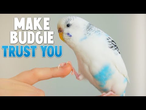 How to Make Your Budgie Trust You