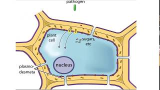 Plant Defense Mechanisms from Pathogens