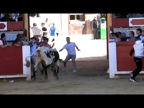 Cuidado con el Buey Pedrajas de San Esteban 2023