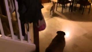 Max the Pug loves his Protandim/Canine Health