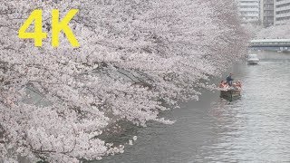 4K 2019 Japan Cherry Blossoms Tokyo Fukagawa Festival  お江戸深川さくらまつり